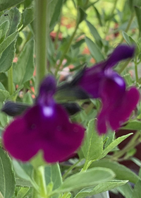 Salvia greggii 'Amethyst Lips'